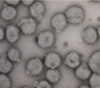 H1N1インフルエンザウイルス